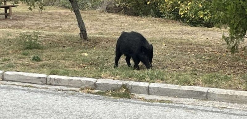 Θεσσαλονίκη: Πρωινή βόλτα δίπλα σε σπίτια έκανε αγέλη αγριογούρουνων
