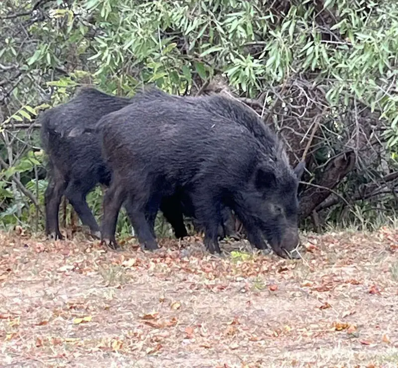 Ερώτηση στη Βουλή : Αγριόχοιροι καταστρέφουν καλλιέργειες στη Σάμο