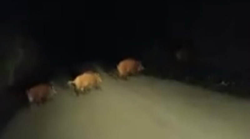 Νέα εμφάνιση αγριογούρουνων στο Νέο Βουτζά