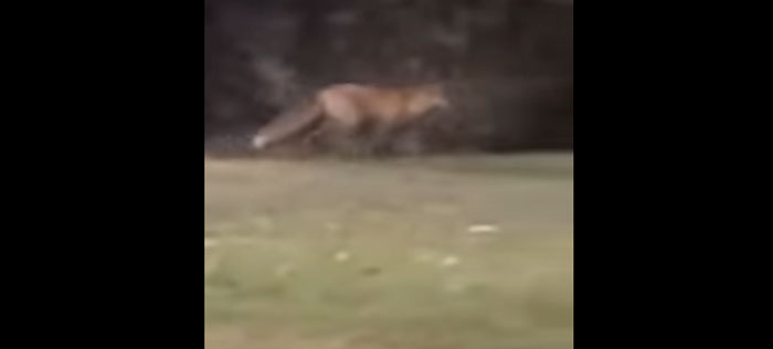 Θεσσαλονίκη: Αλεπού “έκοβε” βόλτες στο Δικαστικό Μέγαρο...VIDEO