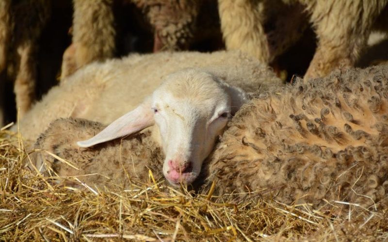 Λύκοι κατασπάραξαν αρνιά δίπλα σε σπίτια στην Δάφνη Ναυπάκτου