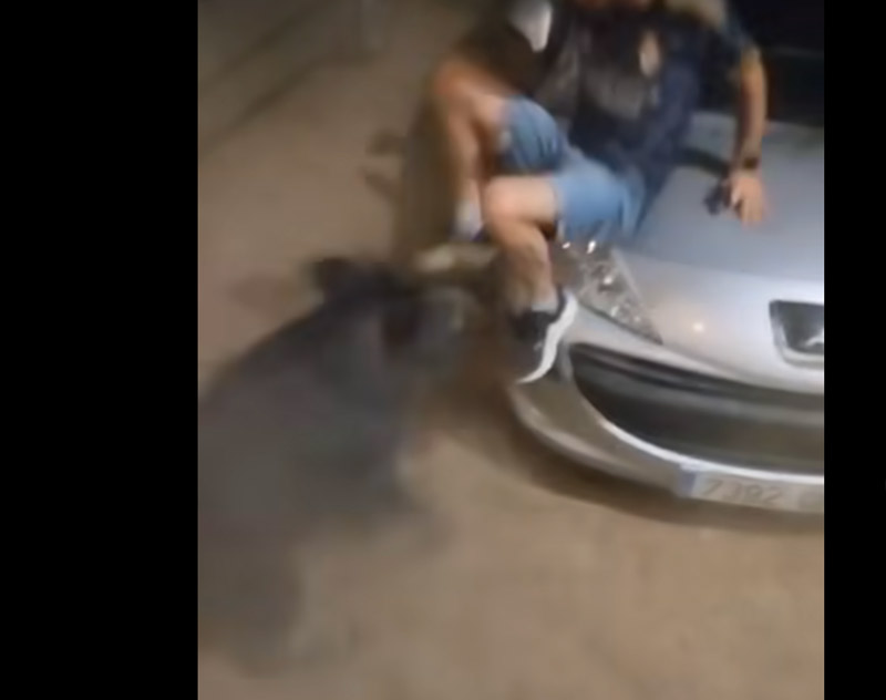 Αγρια επίθεση αγριόχοιρων σε ανυποψίαστους πολίτες και στους σκύλους τους...VIDEO