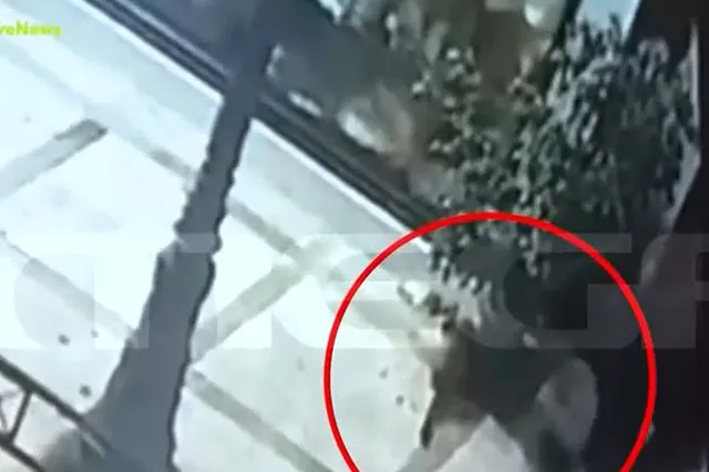 Βόλος: Συνελήφθη ο άντρας που φέρεται να σκότωνε αδέσποτα ζώα ...VIDEO