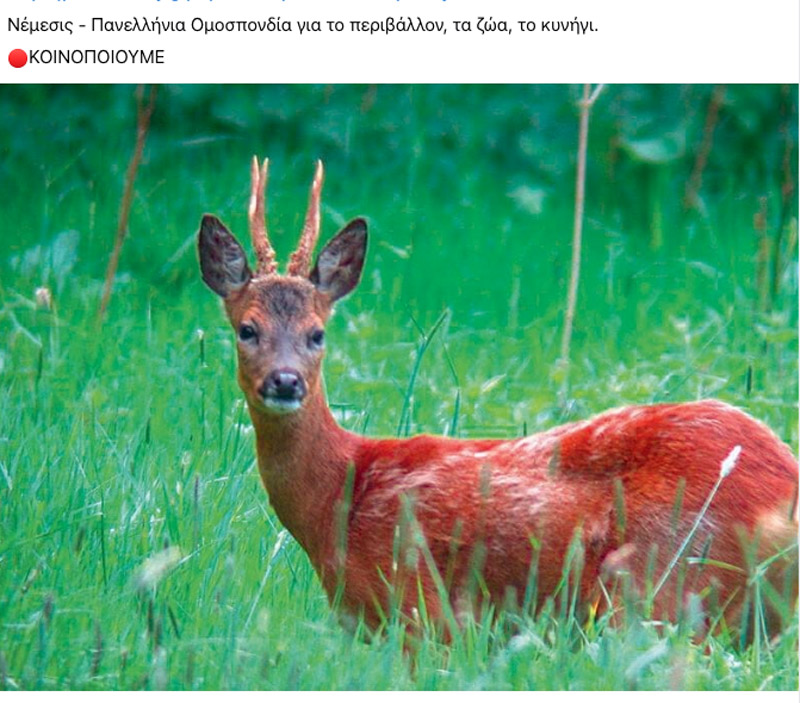 Η Μπομπολάκη δεν ξεχωρίζει το ζαρκάδι από το ελάφι.....