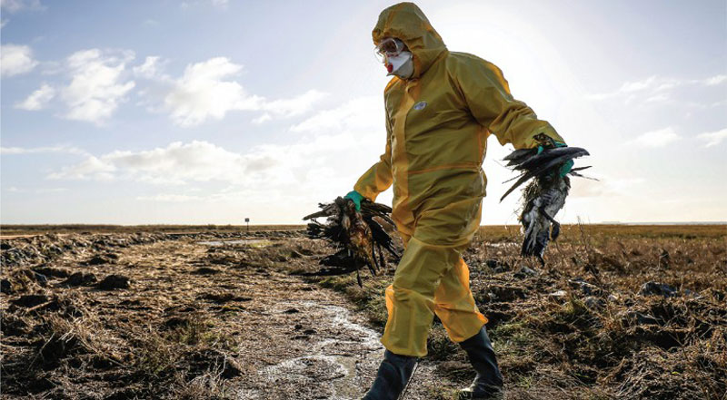 Ανακοίνωση Διεύθυνσης Κτηνιατρικής Περιφέρειας Κεντρικής Μακεδονίας για τη γρίπη των πτηνών