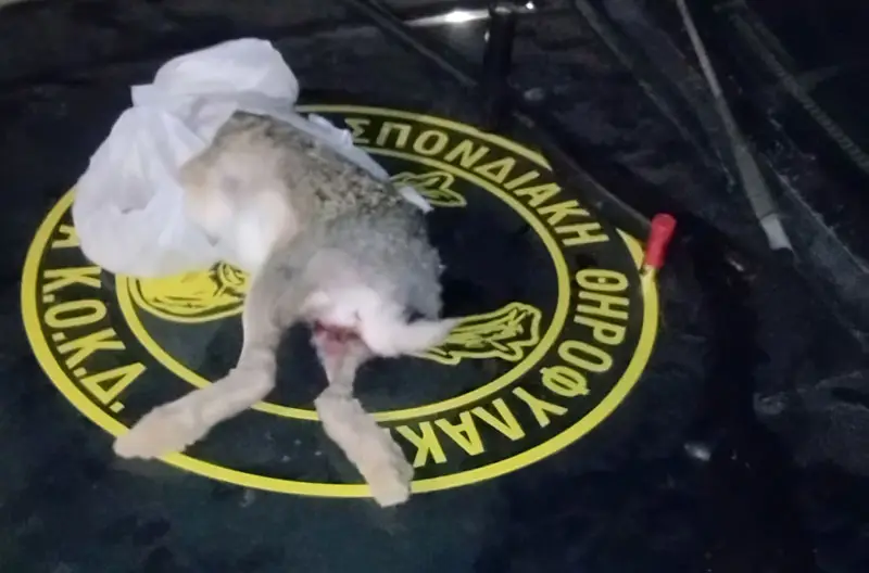 Μήνυση και διοικητικό πρόστιμο 1.450€ για νυχτερινή λαθροθηρία