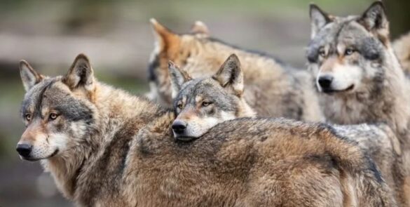 Αντιμέτωπος με εννέα λύκους ήρθε αγρότης στην Αταλάντη...VIDEO