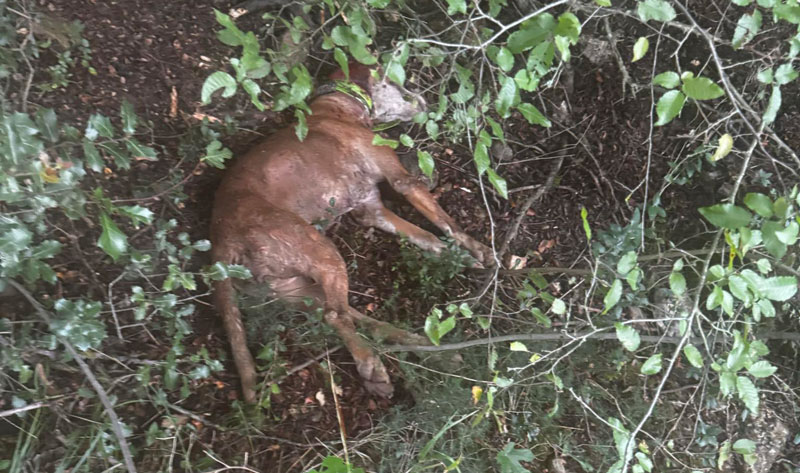 Νεκρό λαγόσκυλο από επίθεση λύκων στο Κιλκίς...VIDEO
