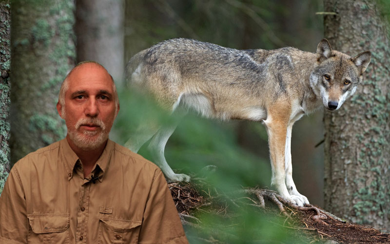 Πότε επιτίθεται ο λύκος στον άνθρωπο; .....VIDEO