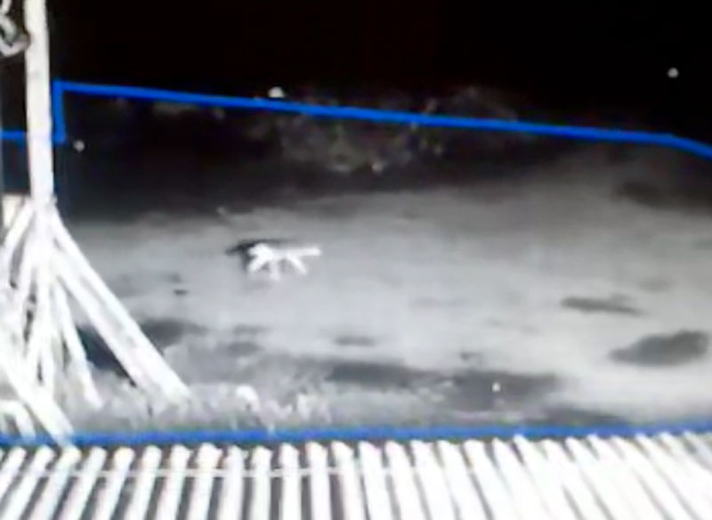 Λύκος κόβει βόλτες σε περιφραγμένο χώρο στην Αρναία Χαλκιδικής....VIDEO