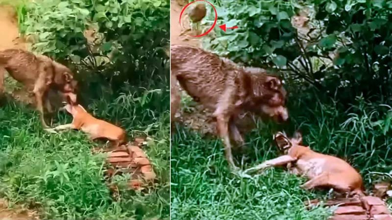 Κτηνοτρόφος επιτίθεται με ...πέτρες σε λύκο...VIDEO