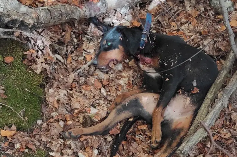 Θανατηφόρα επίθεση λύκων σε κυνηγόσκυλο στο Λειβαδίτη Ξάνθης