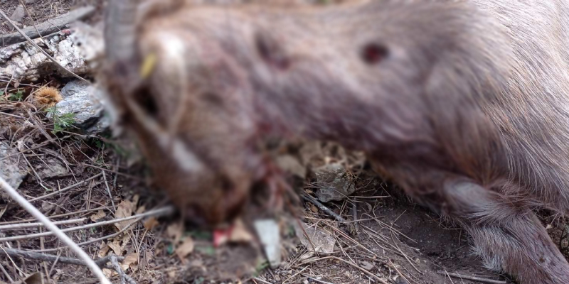 Επίθεση λύκων σε κοπάδι από κατσίκια στον Ταΰγετο