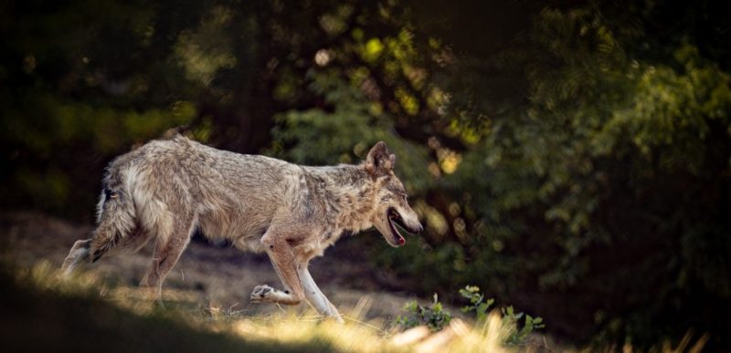 Αρναία: Προληπτικά μέτρα και οδηγίες για την προστασία από επιθέσεις λύκων