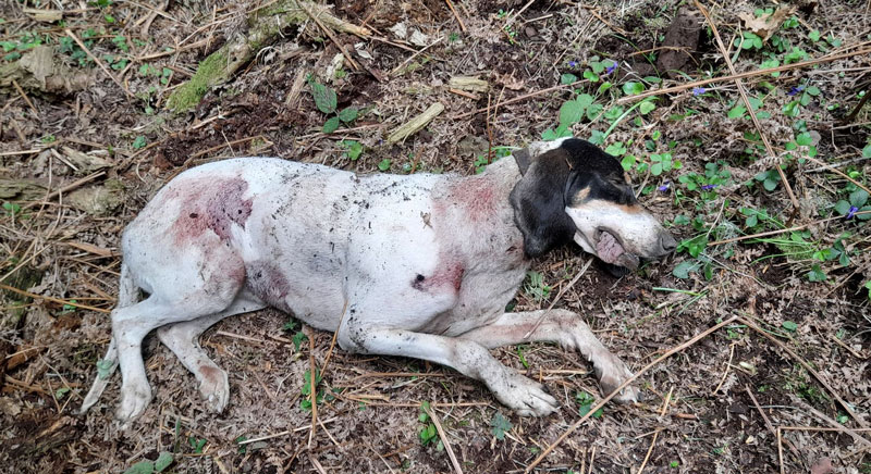 Σφαγείο για κυνηγόσκυλα ο νομός Ευρυτανίας...VIDEO