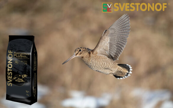 Ανταπόκριση περασμάτων : Οι μπεκάτσες είναι εδώ....19/10/2024