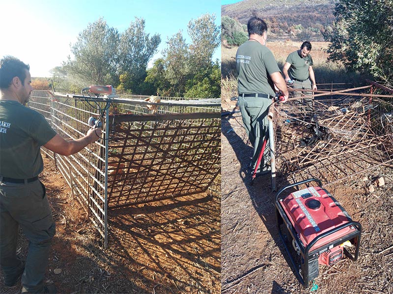 Δ'ΚΟΣΕ : Λαθροθήρας έστησε παγίδα 12 τμ για να πιάσει αγριόχοιρους