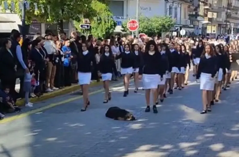 Αριδαία: Σκύλος απολαμβάνει τον ύπνο του στην παρέλαση...VIDEO