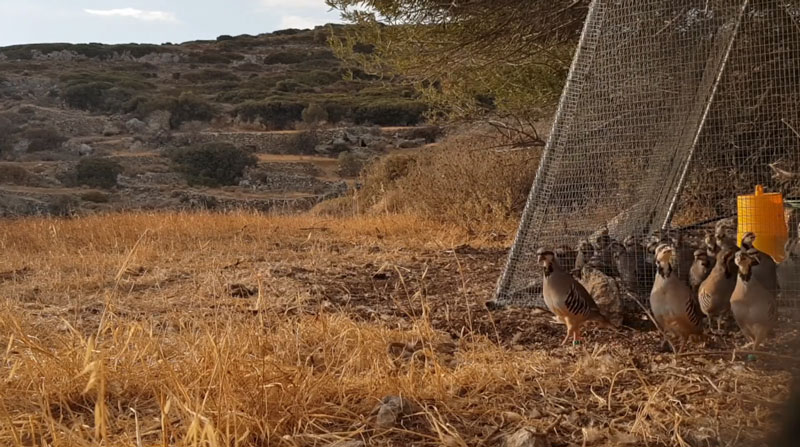 Κ.Σ. Νάξου : Εμπλουτισμός βιοτόπων με νησιώτικες πέρδικες ....VIDEO