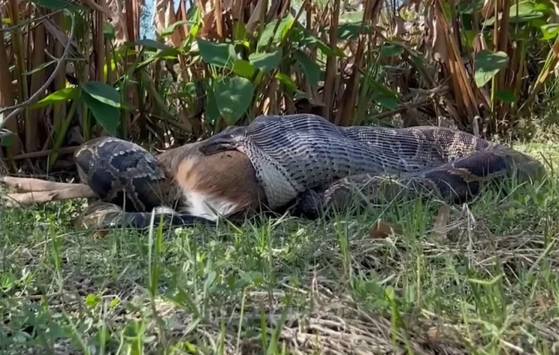 πύθωνα που κατάπινε ελάφι