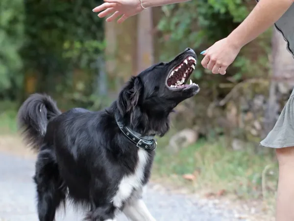 Θεσσαλονίκη: Σκύλος επιτέθηκε σε 36χρονη και τη δάγκωσε