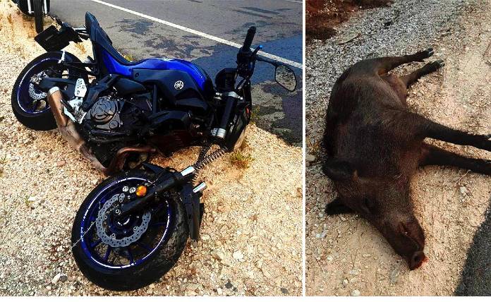 Χαλκίδα: 40χρονος τράκαρε με αγριογούρουνο και κατέληξε στο νοσοκομείο