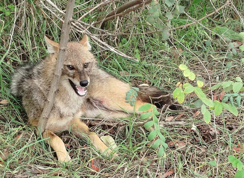Φιλόζωοι δεν ξεχωρίζουν το τσακάλι από την αλεπού