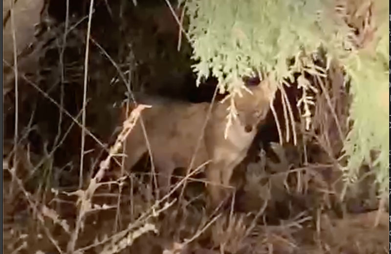 Τα τσακάλια έφτασαν στην Λούτσα ....VIDEO