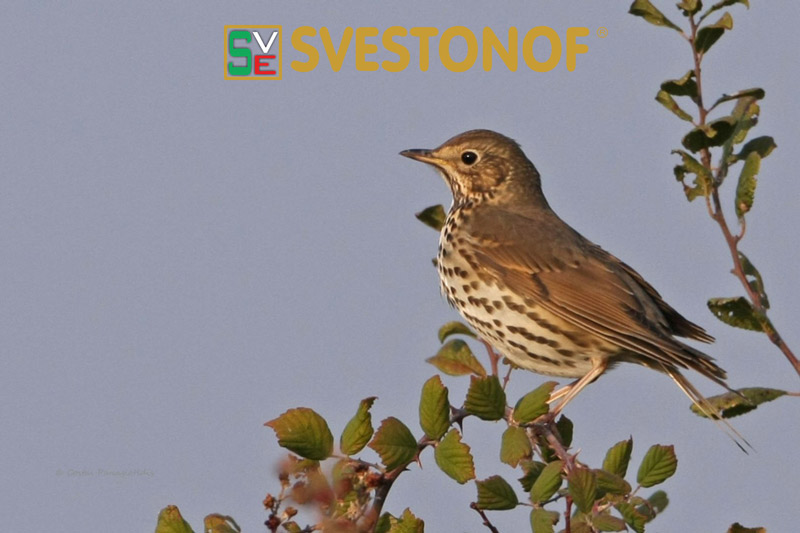 Ανταπόκριση περασμάτων : Συνεχίζουν οι τσίχλες την κάθοδο πριν το μεγάλο πέρασμα...15/10/2024