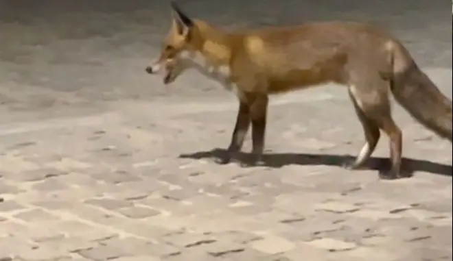 Βραδινή εμφάνιση αλεπούς στην Ομόνοια ...VIDEO