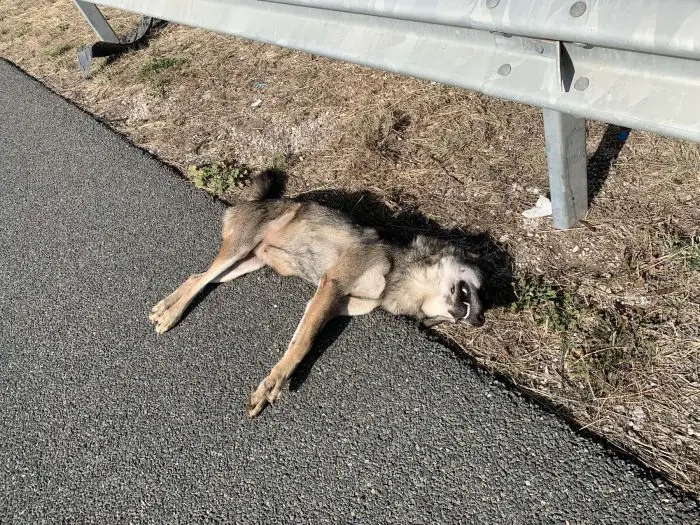 Τροχαίο με λύκο στην εθνική οδό Θεσσαλονίκης – Πολυγύρου ...VIDEO
