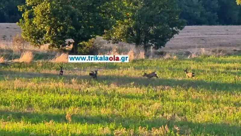 Εκπληκτικό σκηνικό με 4 ζαρκάδια μαζί να βόσκουν και να παίζουν σε λιβάδι !!!...VIDEO