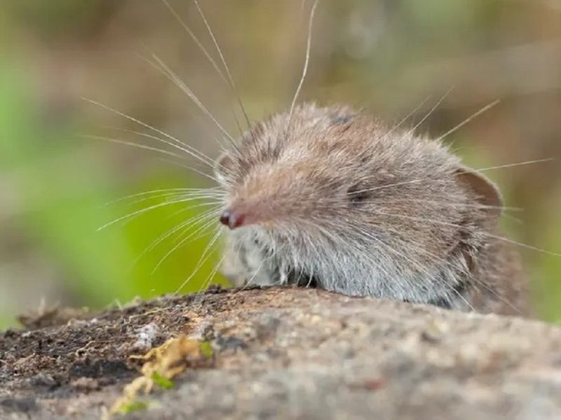 Το πιο μικρό θηλαστικό δεν ξεπερνάει τα 5 εκατοστά