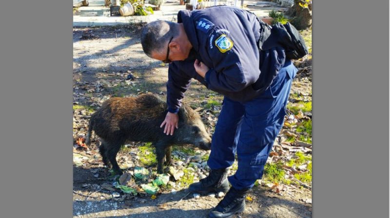 Εύβοια: Χαϊδεύει αγριογούρουνο σαν να είναι κατοικίδιο