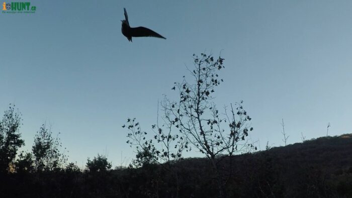 Θηροφυλακή Ζ' ΚΟΘ : Σύλληψη για καρτέρι μπεκάτσας στην Καρδίτσα