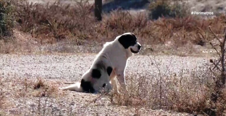 Πληθαίνουν οι επιθέσεις λύκων σε σκυλιά στην Εορδαία