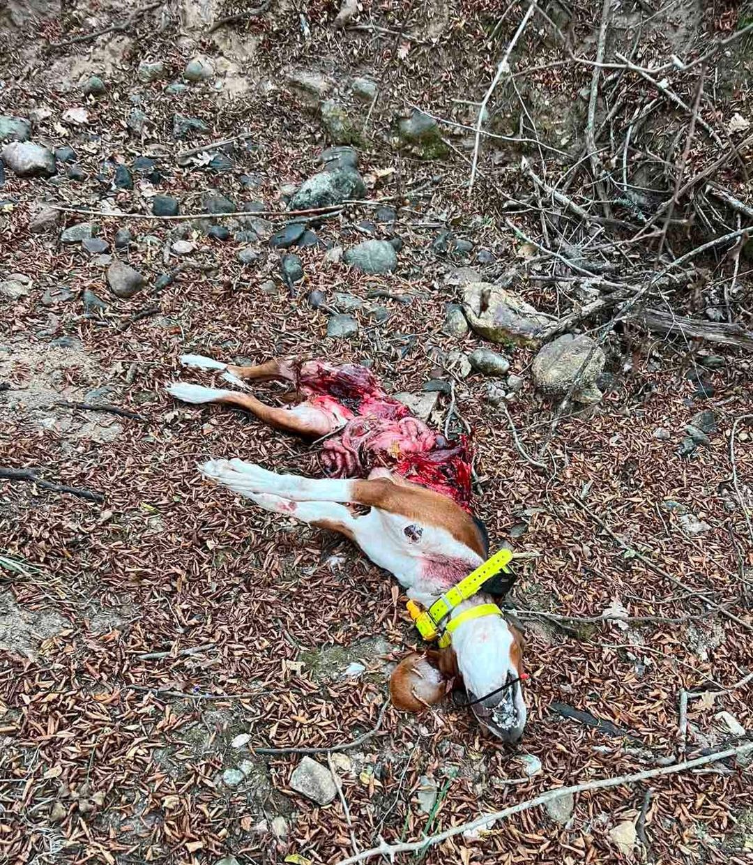 Ακόμη ένα λαγόσκυλο θύμα των λύκων στο Κιλκίς
