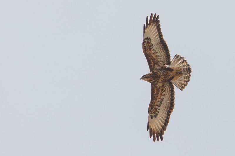 Κ.Σ Νάξου: Εντονη αποδοκιμασία για τον δράστη που τραυμάτισε την γερακίνα