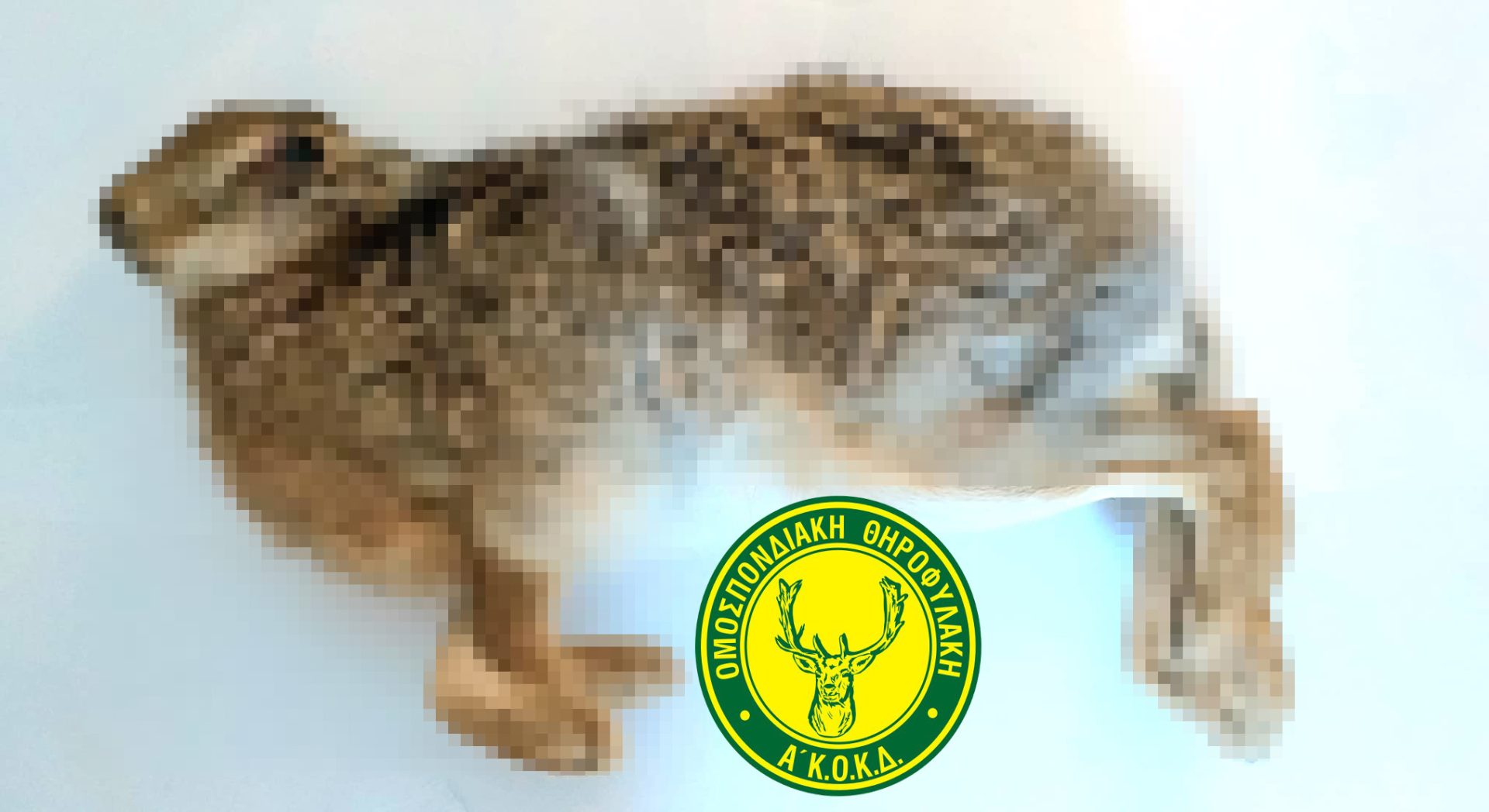 Στο αυτόφωρο για νυχτερινή λαθροθηρία λαγού στην Ιεράπετρα