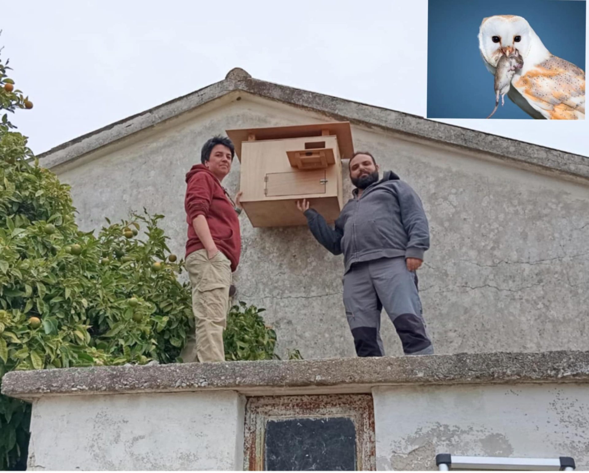 Τεχνητή φωλιά, για τον απόλυτο σύμμαχο του αγρότη, την Τυτώ