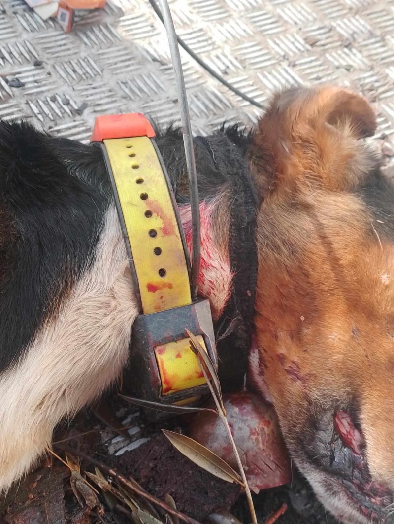 Ζαχάρω Ηλείας : Εν ψυχρώ δολοφονία κυνηγόσκυλου από κτηνοτρόφο