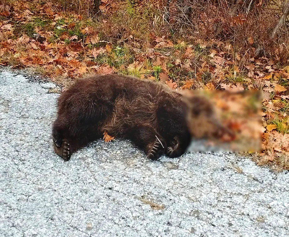 Νεκρή αρκούδα από τροχαίο στο Βίτσι