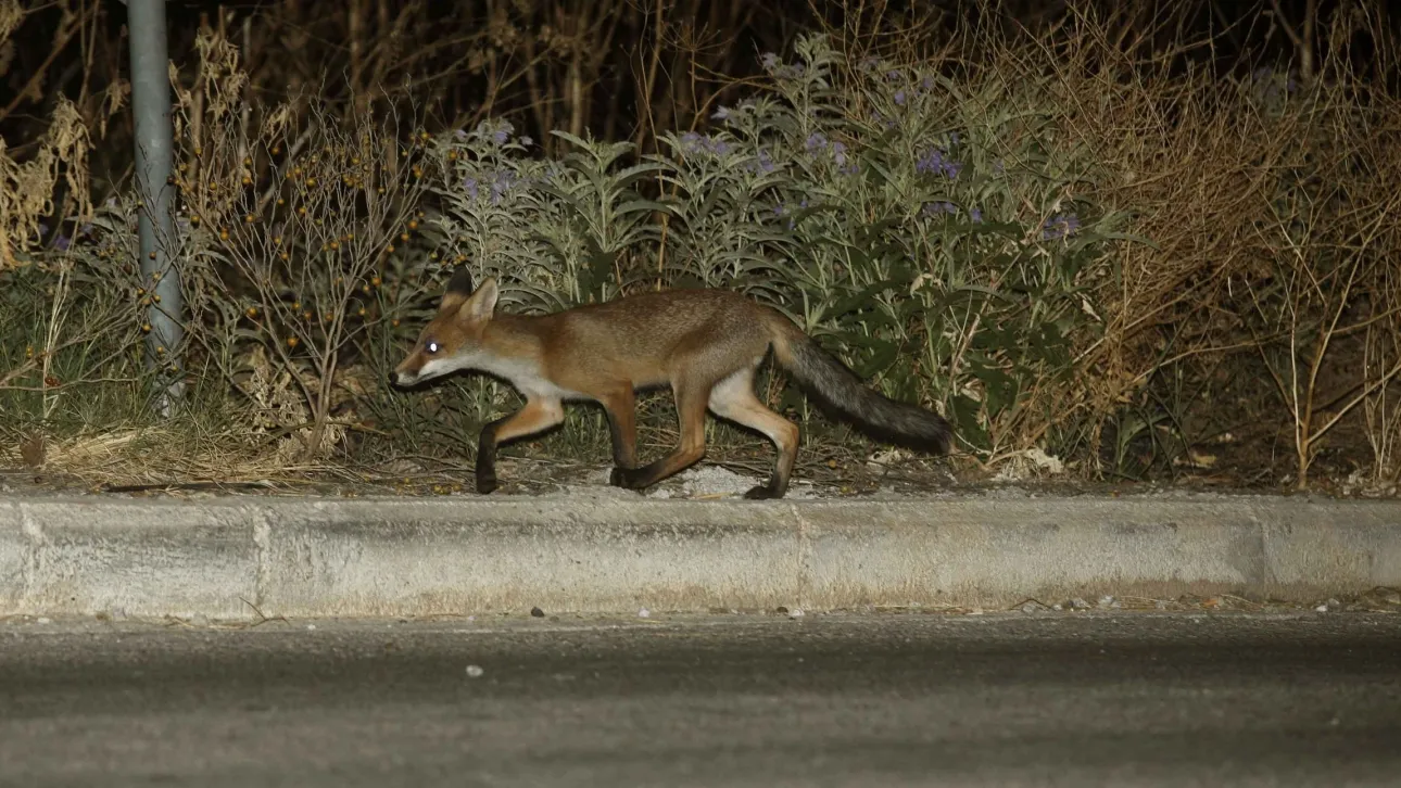 Αλεπού κάνει βόλτες στη Λεωφόρο Μεσογείων σε ώρα αιχμής