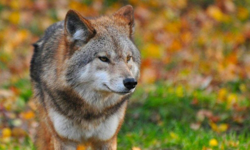 «Επιδρομές» λύκων στην Πάρνηθα - Ανησυχία για την ασφάλεια των πεζοπόρων