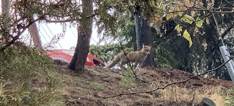 Αλεπού έξω από σχολείο, στην πόλη των Σερρών