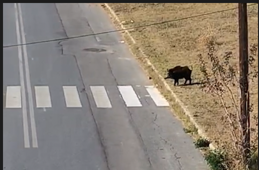 Αγριόχοιρος βολτάρει ανέμελος στους δρόμους του Παλαιοκάστρου...VIDEO