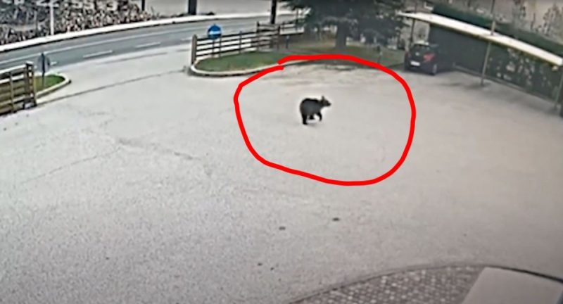 Η στιγμή που μια αρκούδα εισβάλει σε αυλή γουνοποιητικής επιχείρησης ....VIDEO