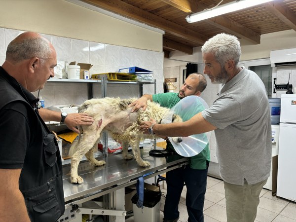 ΠΕ.ΣΥ.Δ.Α.Π : Αυξήθηκαν οι επιθέσεις αγριογούρουνων κατά των αδέσποτων σκύλων σε αστικές περιοχές