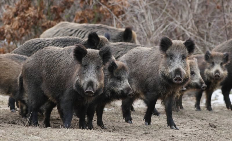 Γέμισε αγριογούρουνα & το Λουτράκι – Οδηγίες προφύλαξης από το Δήμο
