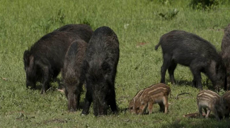 Τα αγριογούρουνα κατέβηκαν σχεδόν μέχρι τη Λεωφόρο Μαραθώνος!